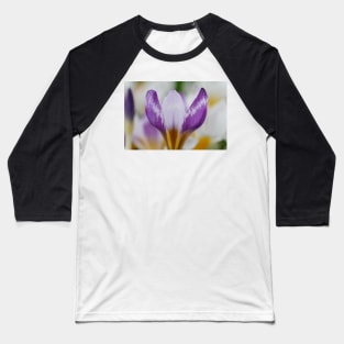 Crocus sieberi  &#39;Hubert Edelsten&#39;   AGM Baseball T-Shirt